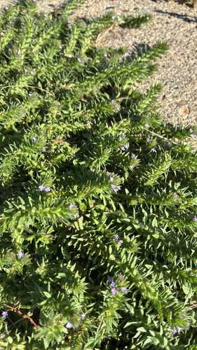 Bigbract Verbena