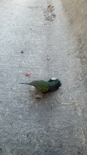 Ruby-throated Hummingbird