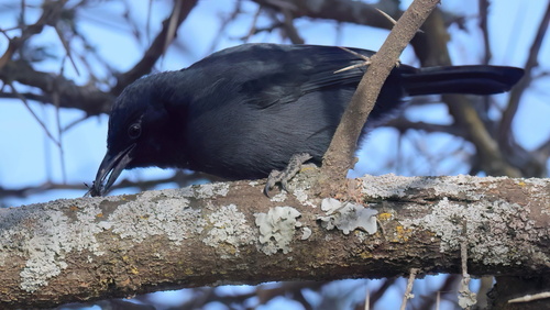 iNaturalist image