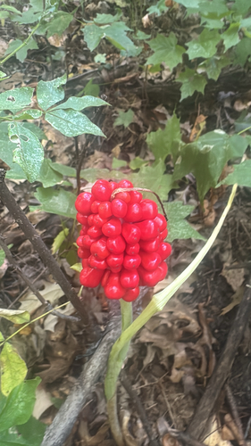 Jack-in-the-Pulpit