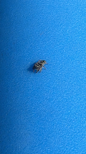 Boreal Tufted Jumping Spider