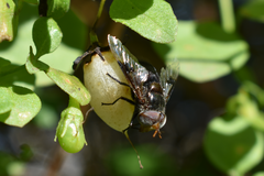 Copestylum spinigerum