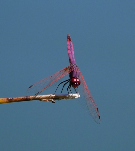 Violet Dropwing