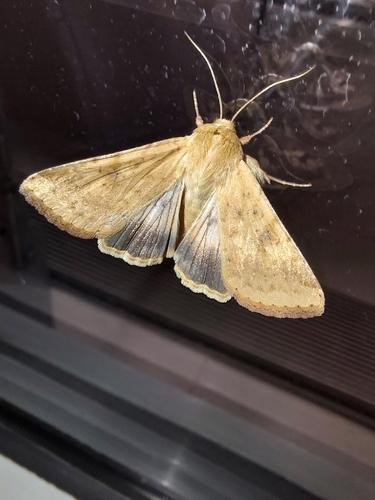 Corn Earworm Moth