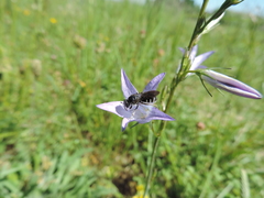 Lasioglossum costulatum