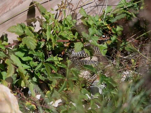 Green Whip Snake
