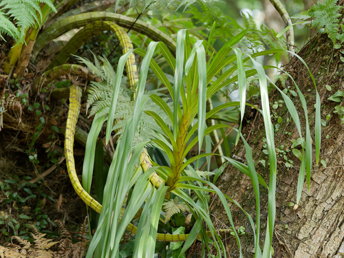 Grammatophyllum speciosum
