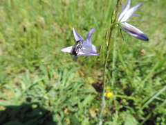 Lasioglossum costulatum