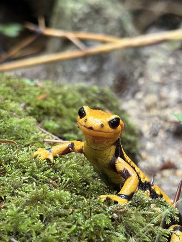 Italian Fire Salamander