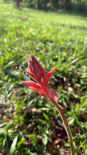 Sacoila lanceolata, photograph 6