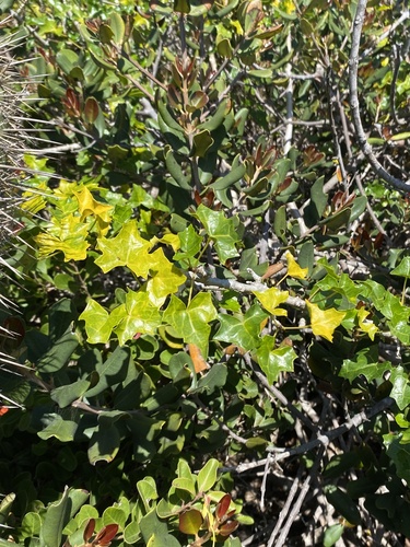 Vasconcellea chilensis, photograph 2