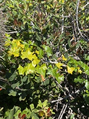 Vasconcellea chilensis, photograph (c) Gabriela Cartes, some rights reserved (CC BY)