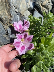 (c) Gabriela Cartes, some rights reserved (CC BY) Alstroemeria pelegrina, photograph (c) Gabriela Cartes, some rights reserved (CC BY)