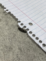 Deilelater physoderus