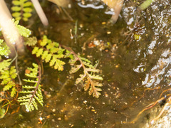 Pedicularis palustris
