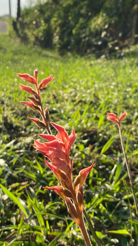 Sacoila lanceolata, photograph 5