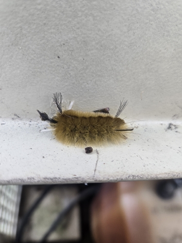 Banded Tussock Moth