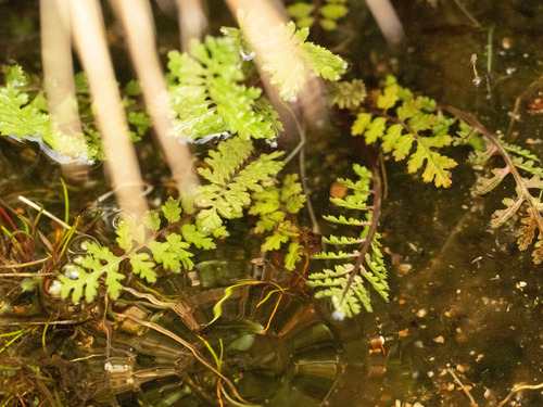 Pedicularis palustris, photograph 1