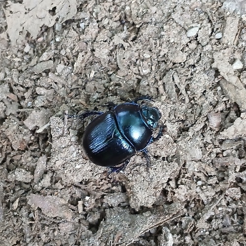 Woodland Dor Beetle