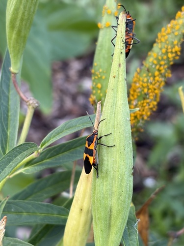 Large Milkweed Bug