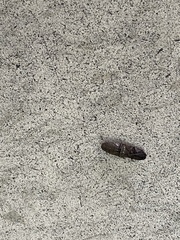 Deilelater physoderus