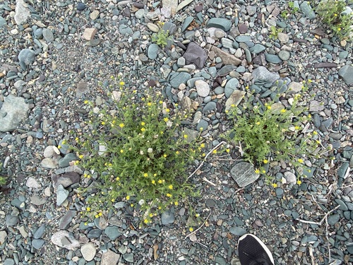 Sticky Groundsel