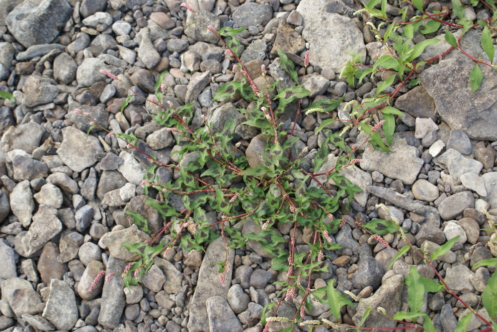 spotted lady's thumb from Красноуфимский р-н, Свердловская обл., Россия ...