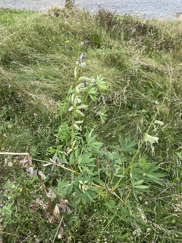 Large-leaved lupine