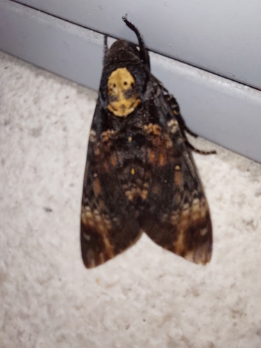 Death's Head Hawkmoth