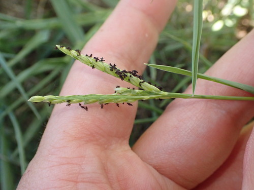 Paspalum distichum, photograph 5