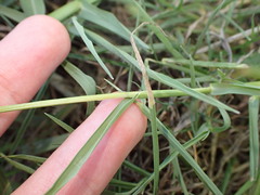 Paspalum distichum, photograph (c) petitcrabe, some rights reserved (CC BY)