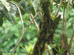 Campylorhamphus pusillus