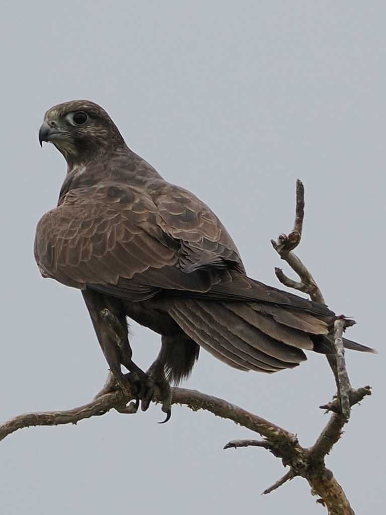 Black Falcon
