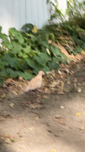 Mourning Dove