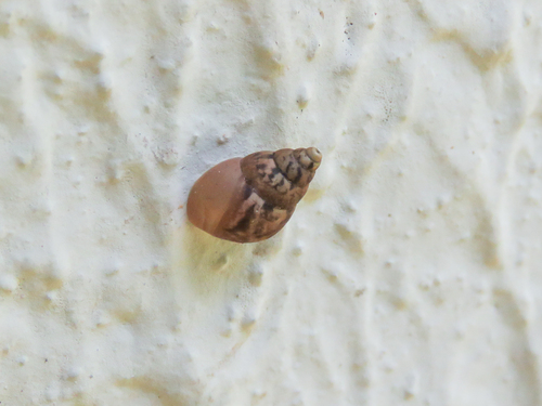 Bulimulus tenuissimus