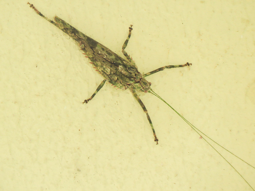 Acanthodis aquilina