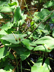 Pontederia sagittata