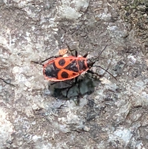 European Firebug