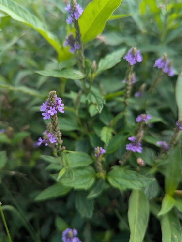 blue vervain