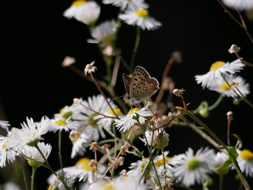 Sooty Copper
