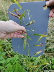 Lathyrus sylvestris, photograph (c) Екатерина Гущина, some rights reserved (CC BY)