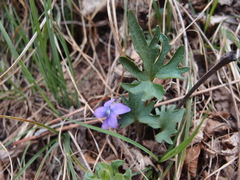 Viola subsinuata