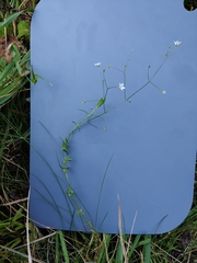 Stellaria graminea, photograph (c) Екатерина Гущина, some rights reserved (CC BY)