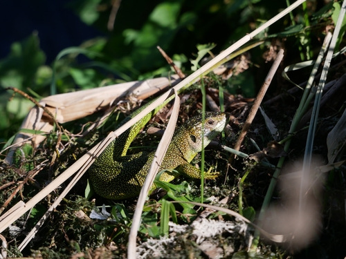 Western Green Lizard
