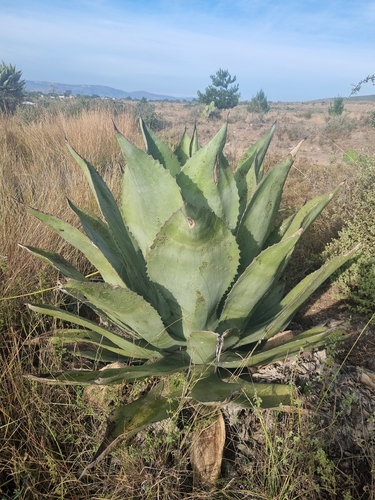 Agave marmorata