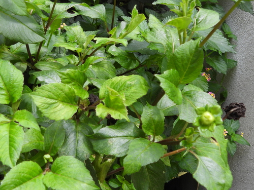 Dahlia pinnata