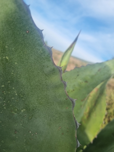 Agave marmorata
