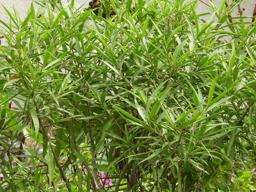 Barkleyanthus salicifolius