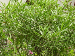 Barkleyanthus salicifolius