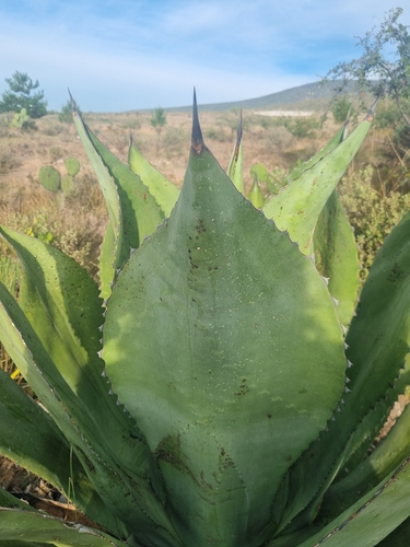 Agave marmorata